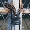 CADENAS PROSERIES 66 MM